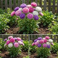 Powder Puff China Aster – Colorful Wildflower Garden Seeds