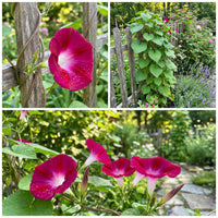 Scarlet O’Hara Morning Glory – Climbing Wildflower Seeds