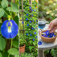Clitoria Ternatea – Blue Butterfly Pea Climbing Flower Seeds