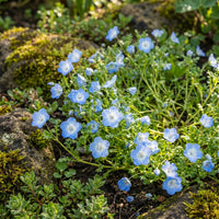 Baby Blue Eyes – Colorful Wildflower Garden Seeds