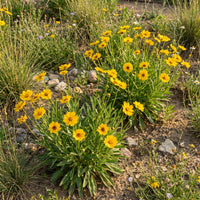 Sand Coreopsis – Colorful Wildflower Garden Seeds