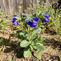 California Bluebell – Colorful Wildflower Garden Seeds