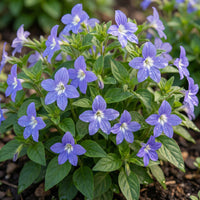 California Bluebell – Colorful Wildflower Garden Seeds