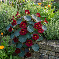 Empress of India Nasturtium – Colorful Wildflower Garden Seeds