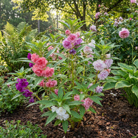 Garden Balsam Impatiens Balsamina – Annual Flower Seeds