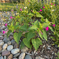 Wild Four OClock – Hardy Wildflower Garden Seeds