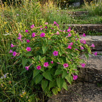 Wild Four OClock – Hardy Wildflower Garden Seeds