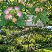 Persian Silk Tree Albizia Julibrissin – Flowering Tree Seeds