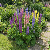 Lupine Russel Mix Lupinus Polyphyllus – Perennial Flower Seeds