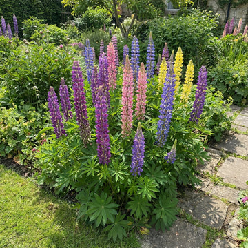 Lupine Russel Mix Lupinus Polyphyllus – Perennial Flower Seeds