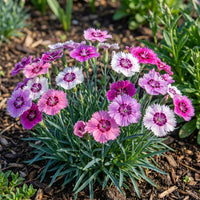 Chinese Pinks – Colorful Wildflower Garden Seeds