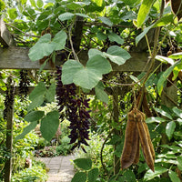 Mucuna Macrocarpa – Rusty Leaf Vine Flower Seeds
