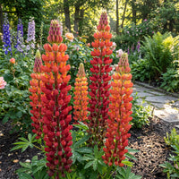 Lupine Russell Red Lupinus Polyphyllus – Perennial Garden Flower Seeds