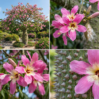 Silk Floss Tree Ceiba Speciosa – Ornamental Tree Seeds