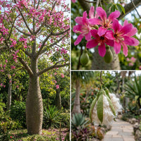 Silk Floss Tree Ceiba Speciosa – Ornamental Tree Seeds