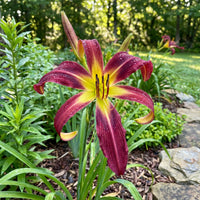 Tetrinas Daughter Daylily Hemerocallis – Perennial Garden Flower Seeds