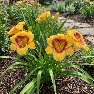 Tetrinas Daughter Daylily Hemerocallis – Perennial Garden Flower Seeds
