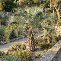 Pindo Palm Butia Capitata – Cold Hardy Ornamental Tree Seeds