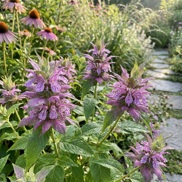 Monarda Spotted Bee Balm – Perennial Garden Flower Seeds