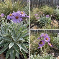 Silky Aster – Hardy Wildflower Seeds