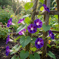 Morning Glory Ipomoea Purpurea – Mixed Color Climbing Flower Seeds