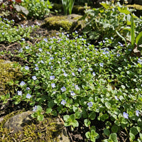 Speedwell Veronica Repens – Creeping Blue Groundcover Flower Seeds