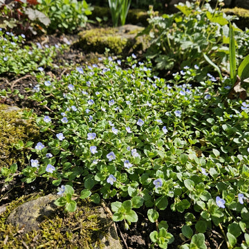 Speedwell Veronica Repens – Creeping Blue Groundcover Flower Seeds