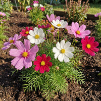 Dwarf Mixed Cosmos – Colorful Wildflower Seeds
