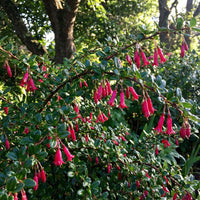 Fuchsia Flowered Gooseberry Ribes Speciosum – Ornamental Shrub Seeds