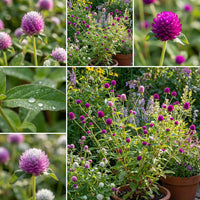 Globe Amaranth Gomphrena Globosa – Annual Flower Herb Seeds