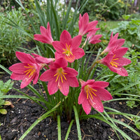 Rain Lily Habranthus Floryi – Cherry Pink Flower Bulbs