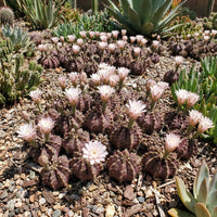 Gymnocalycium Mihanovichii Flower Field – Hybrid Cactus Seeds