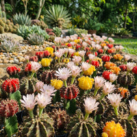Gymnocalycium Mihanovichii Flower Field – Hybrid Cactus Seeds