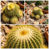 Parodia Warasii – Cactus Succulent Seeds