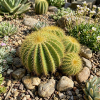 Parodia Warasii – Cactus Succulent Seeds