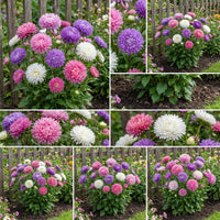 Aster Crego Giant Mix – Colorful Garden Flower Seeds