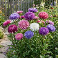 Aster Crego Giant Mix – Colorful Garden Flower Seeds