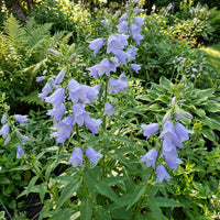 Tall Bellflower – Perennial Wildflower Seeds