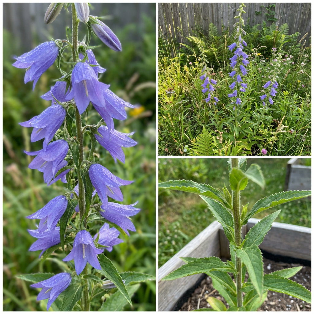 Tall Bellflower – Perennial Wildflower Seeds