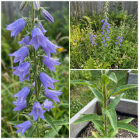 Tall Bellflower – Perennial Wildflower Seeds
