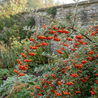 Cotoneaster Franchetii – Hardy Shrub Flower Seeds