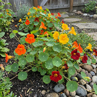 Jewel Mixed Nasturtium – Colorful Wildflower Garden Seeds