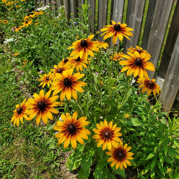 Black Eyed Susan Rudbeckia Hirta – Colorful Wildflower Garden Seeds