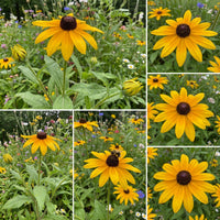 Black Eyed Susan Rudbeckia Hirta – Colorful Wildflower Garden Seeds