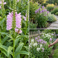 Obedient Plant Physostegia Virginiana – Colorful Wildflower Garden Seeds