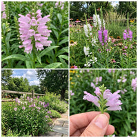 Obedient Plant Physostegia Virginiana – Colorful Wildflower Garden Seeds