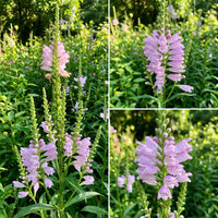 Obedient Plant Physostegia Virginiana – Colorful Wildflower Garden Seeds