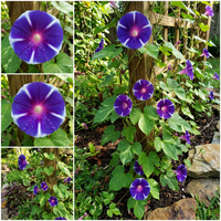 Dark Blue Youjiro – Garden Flower Seeds