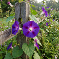 The Purple Of – Garden Flower Seeds