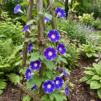Star Of Lazuli – Garden Flower Seeds